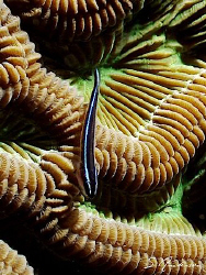 This image is of a Neon Gobie taken while diving off Roat... by Steven Anderson 